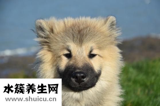 泰迪怎么養養不大