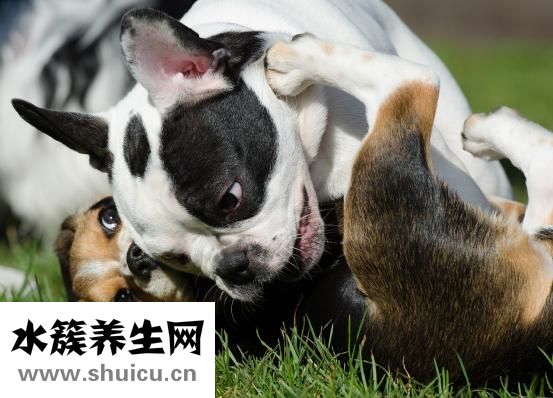 狗狗怎么剪臍帶