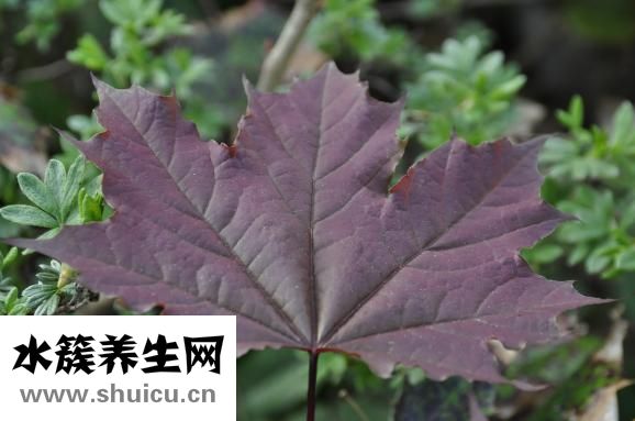 怎么做艾葉肚圍