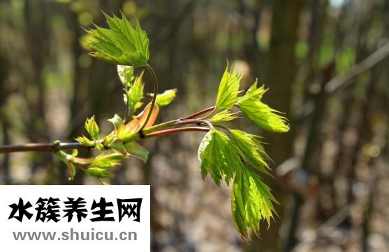 人參果樹苗怎么種植