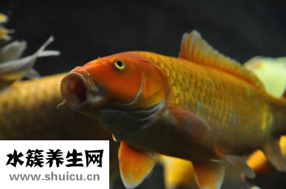 怎么選擇魚缸水泵