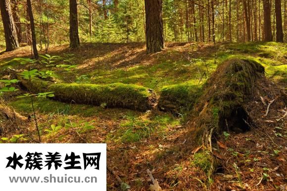 人參果樹苗怎么種植