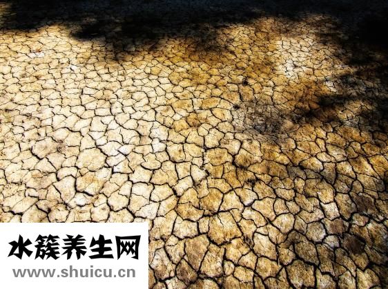 人參果樹苗怎么種植