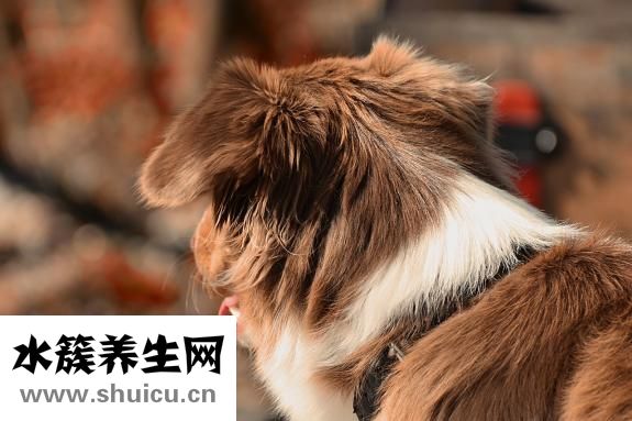 怎么訓練狗狗咬球