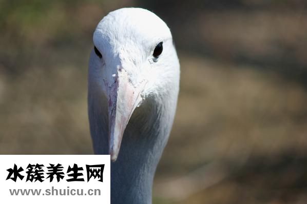 寶寶近視怎么辦