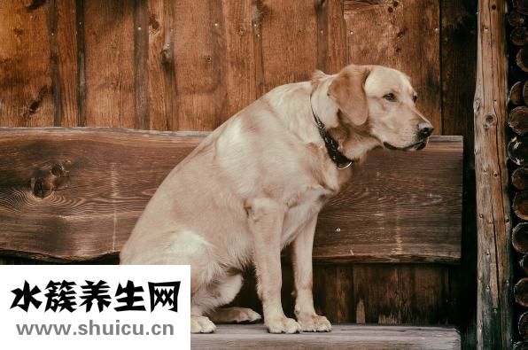 狗狗怎么剪臍帶