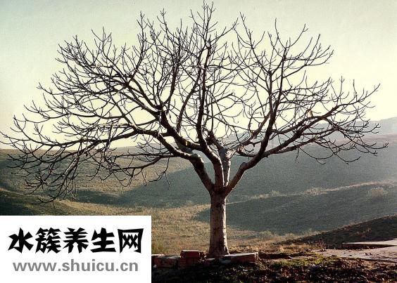 羊兒瘋是怎么引起的