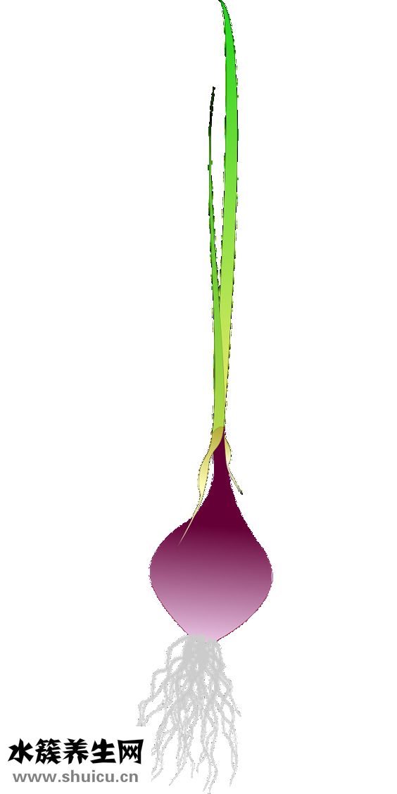 腳氣膿包怎么治