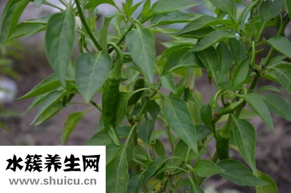 切了辣椒手疼怎么辦