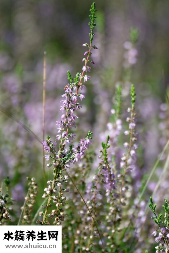 庇眼癢怎么回事