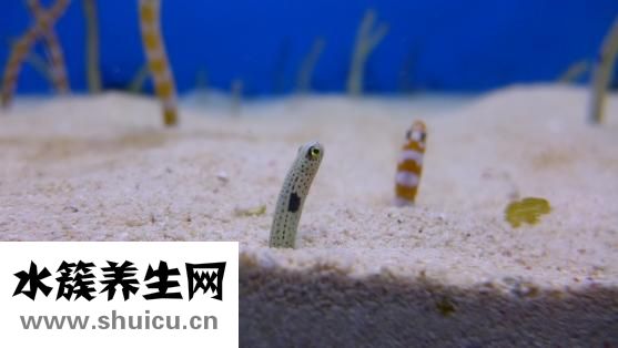 生牛鞭怎么做