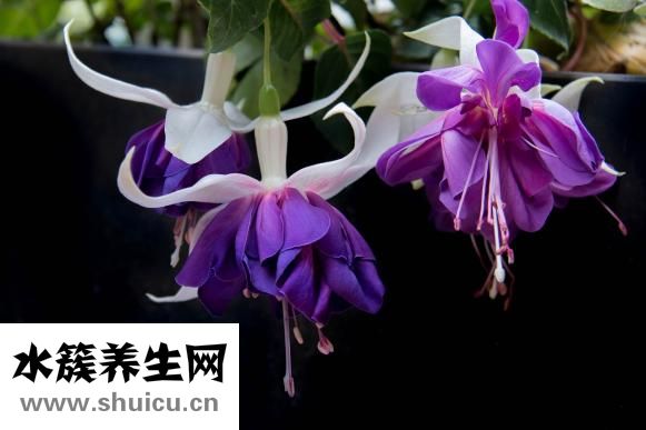 衣服有黃漬怎么洗