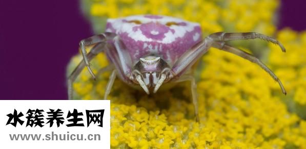 冬天怎么養(yǎng)螳螂