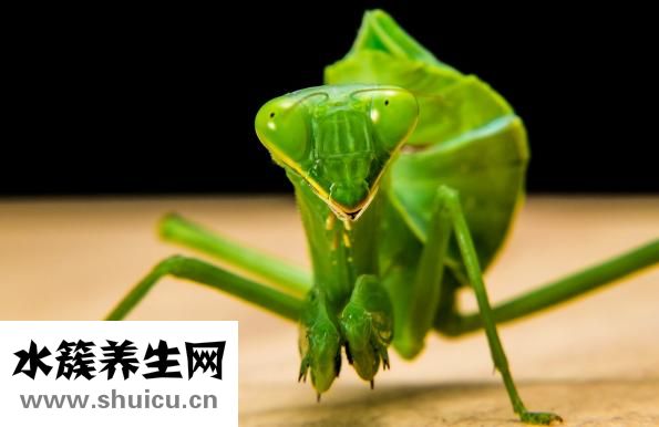冬天怎么養(yǎng)螳螂