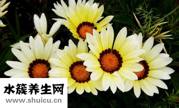 刀切面怎么保存