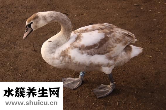 傷疤紅色怎么淡化