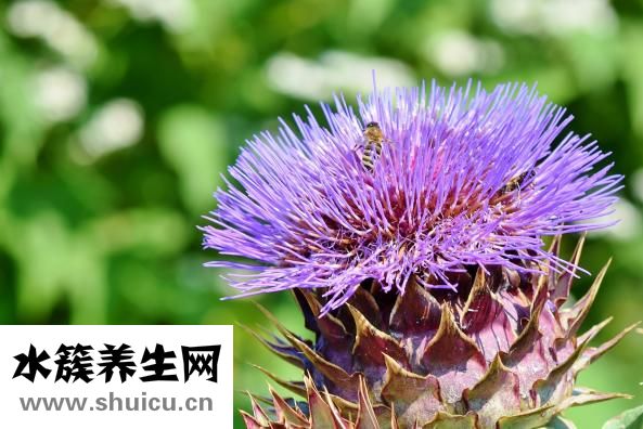 三華李怎么弄好吃