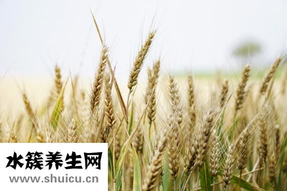 包子面怎么發更松軟