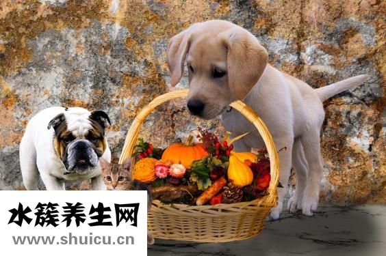 南娜怎么代理加盟