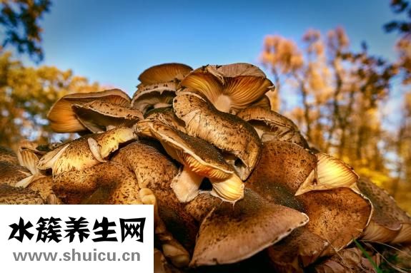 曬干的蘑菇怎么吃