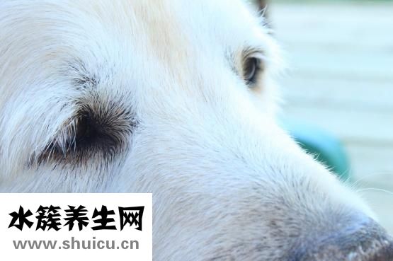 假睫毛膠水怎么涂