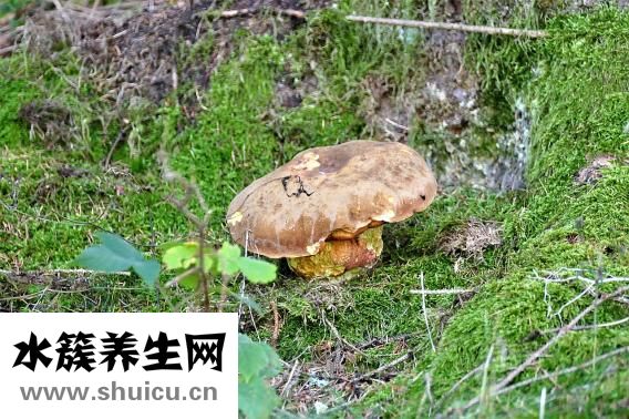 曬干的蘑菇怎么吃