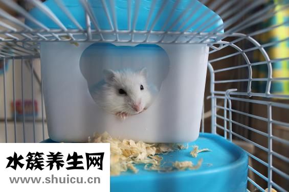 倉鼠的房子怎么做