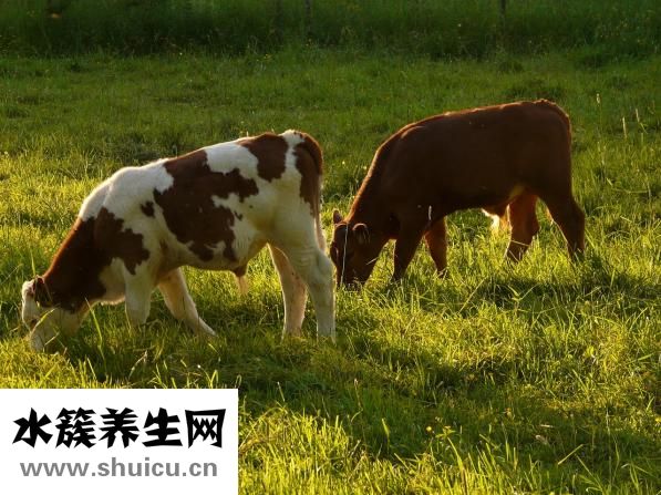 牛肉湯頭怎么做