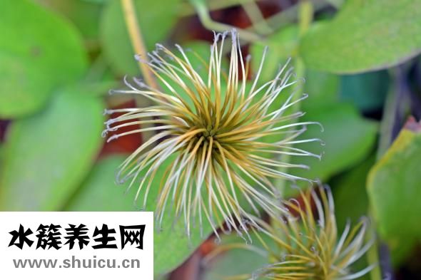 公雞湯下奶怎么做