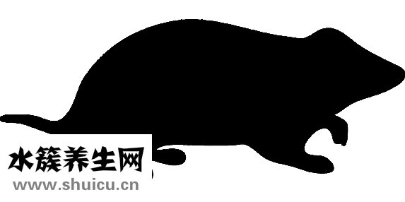 三線倉(cāng)鼠怎么訓(xùn)練