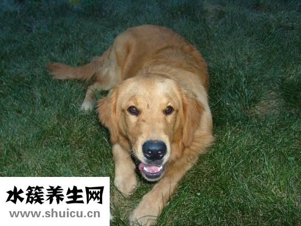 小金毛打蟲藥怎么吃