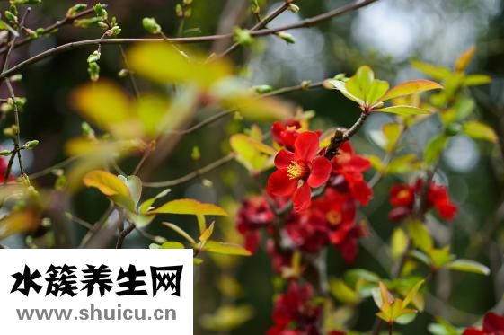 產婦乳房炎怎么辦