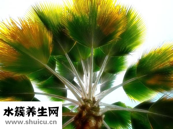 我的手怎么是花掌