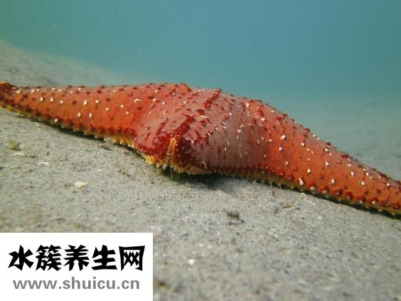 吃海星中毒怎么辦