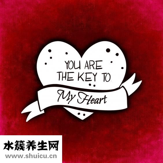 圣誕紅怎么種植