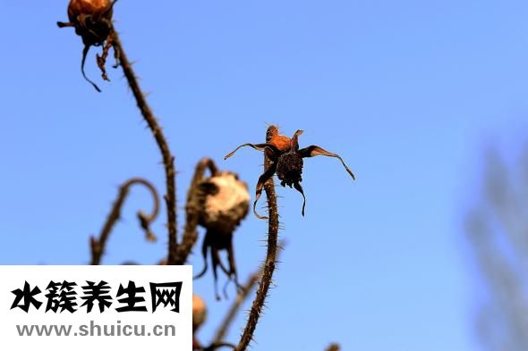 小蝎子蛻皮怎么投食