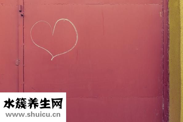 薔薇花怎么插枝