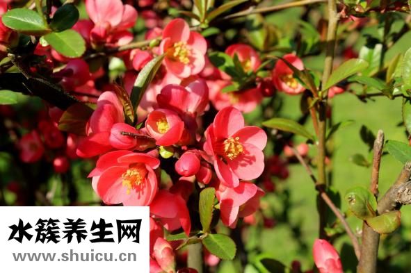 產婦乳房炎怎么辦