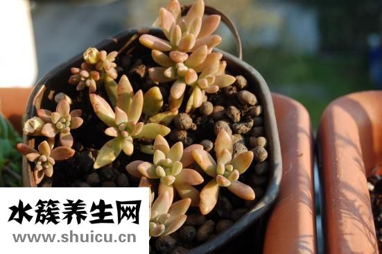 兔子吃毛是怎么回事