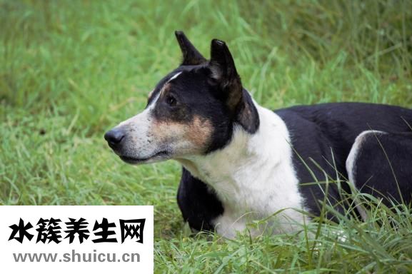 養五筆是是怎么拆的