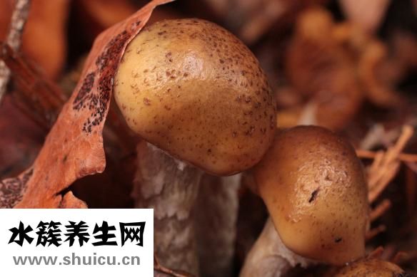 秋子核桃怎么上色