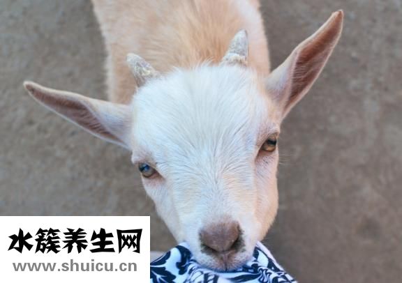 瓜子松怎么養(yǎng)