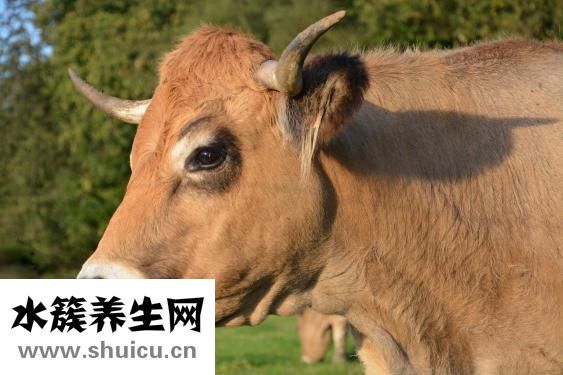 原牛牛仔褲怎么養