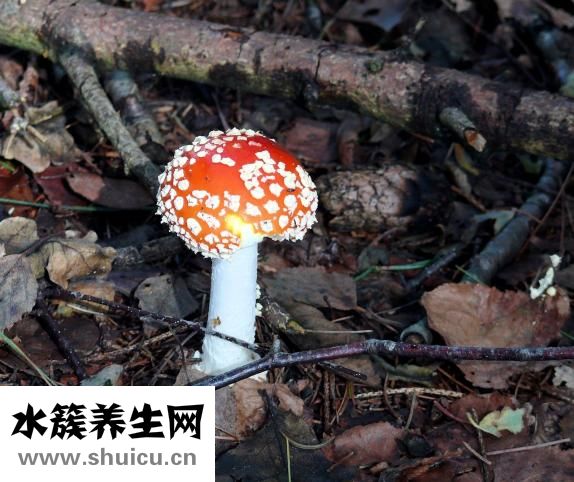 體虛肝火旺怎么調理