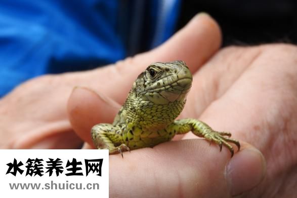 怎么做蜥蜴箱子