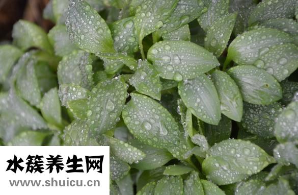 乳酸菌素片怎么吃法