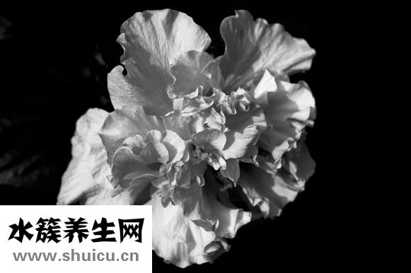 薔薇花怎么插枝