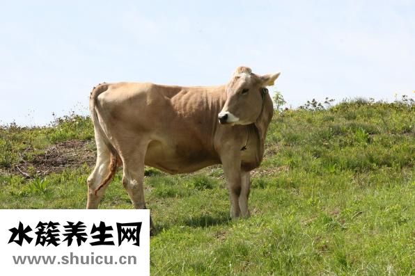 牛肉湯頭怎么做