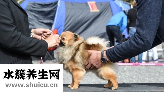 博美身上癢怎么辦