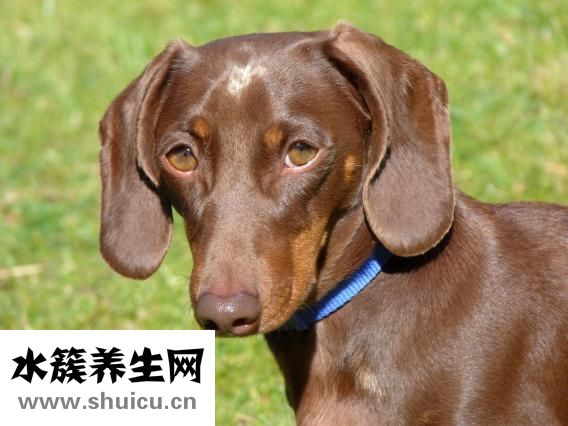 小狗臟了怎么辦